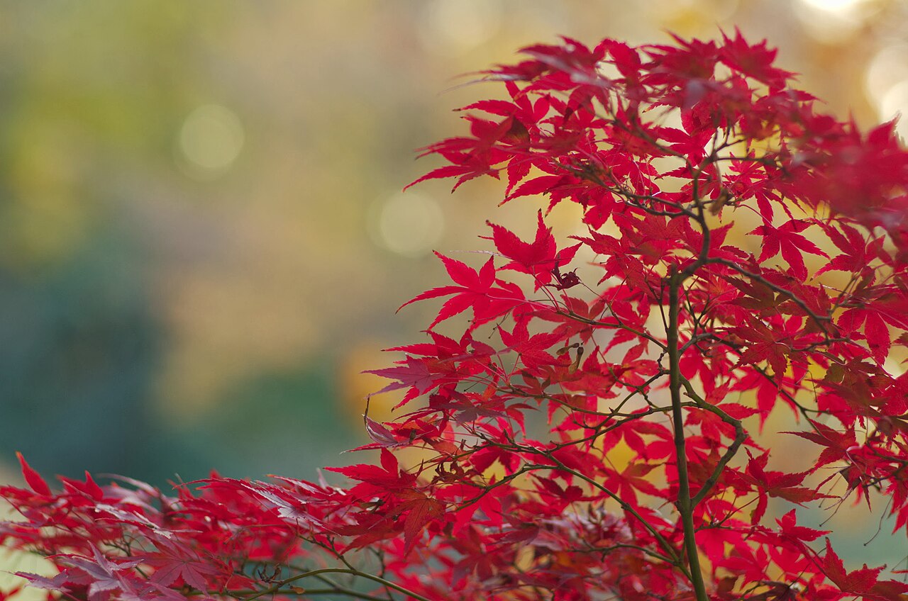 Autumn Foliage at Shinjuku Gyoen